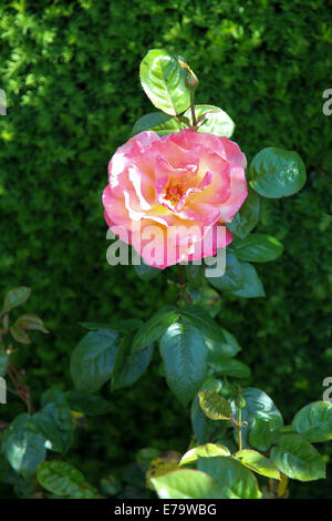 Rosa 'troïka' Poumidor Banque D'Images