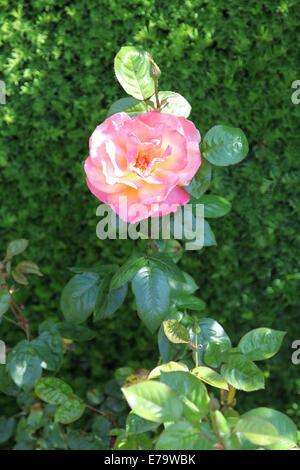 Rosa 'troïka' Poumidor Banque D'Images