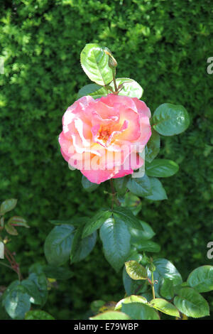 Rosa 'troïka' Poumidor Banque D'Images