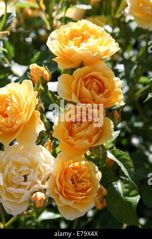 Rosa 'Charlotte' Auspoly Banque D'Images