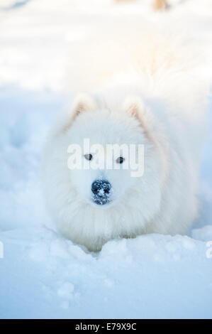 Un samoed blanc chien Banque D'Images