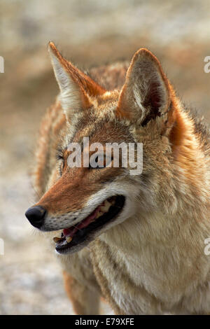 Le Coyote (Canis latrans), le bassin de Badwater, Death Valley National Park, désert de Mojave, Californie, USA Banque D'Images