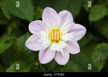 Dahlia 'Teesbrooke Audrey' de plus en plus une frontière. Banque D'Images