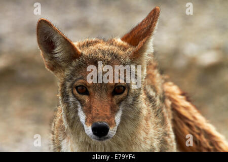 Le Coyote (Canis latrans), le bassin de Badwater, Death Valley National Park, désert de Mojave, Californie, USA Banque D'Images