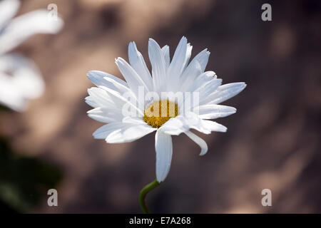 Gros blanc avec fleur de camomille moyen jaune libre sur l'arrière-plan flou Banque D'Images