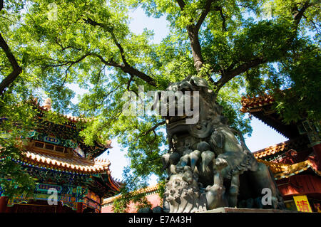 Statue de lion chinois au Temple des Lamas à Pékin, Chine Banque D'Images