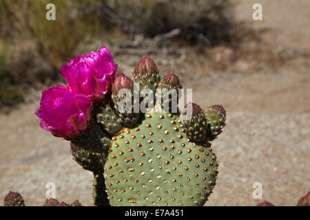 Cactus en fleurs de castor (Opuntia basilaris var. whitneyana), que l'on trouve uniquement en Alabama Hills, près de Lone Pine, comté d'Inyo, Calif. Banque D'Images