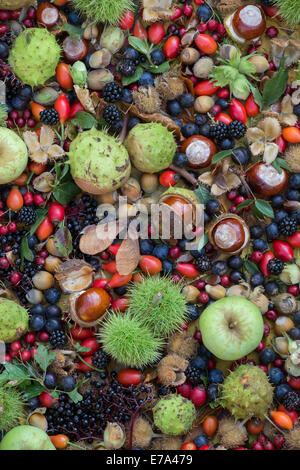 Nourriture et bois d'automne haie fruits, noix et baies Banque D'Images