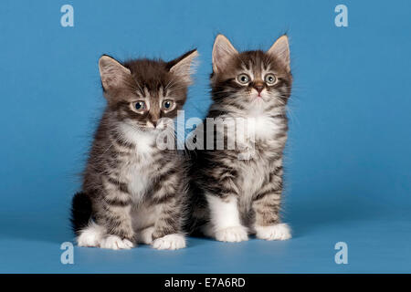 Deux chatons des forêts sibériennes, 7 semaines Banque D'Images