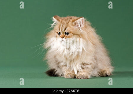 Chaton persan Golden Shaded, Banque D'Images