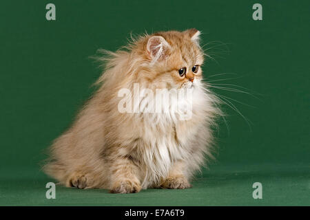Chaton persan Golden Shaded, Banque D'Images