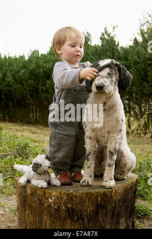 Baby Girl mettre le collier sur un chien d'eau Portugais Banque D'Images