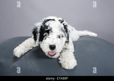 Chiot Chien d'eau portugais reposant sur pet bed Banque D'Images