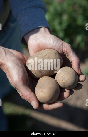 Portrait of man holding freshly harvested pommes de terre à jardin Banque D'Images