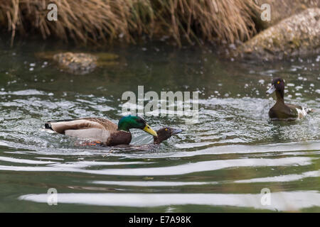 Un mâle Canard colvert, canard sauvage, aka (Anas platyrhynchos) Accouplement de force une femelle fuligule milouin (Aythya ferina), WWT London Banque D'Images