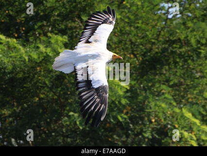 Percnoptère vautour charognard ou blanc (Neophron percnopterus) en vol Banque D'Images