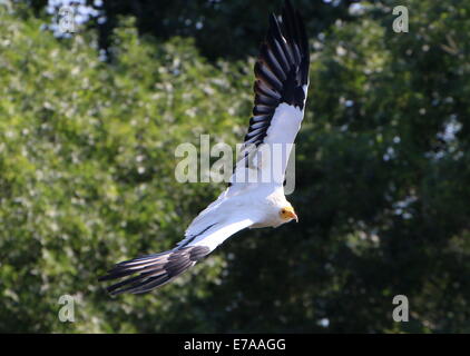 Percnoptère vautour charognard ou blanc (Neophron percnopterus) en vol Banque D'Images