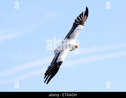 Percnoptère vautour charognard ou blanc (Neophron percnopterus) en vol Banque D'Images