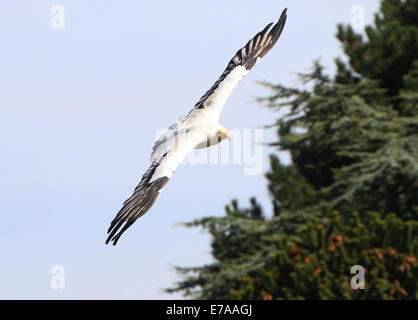 Percnoptère vautour charognard ou blanc (Neophron percnopterus) en vol Banque D'Images