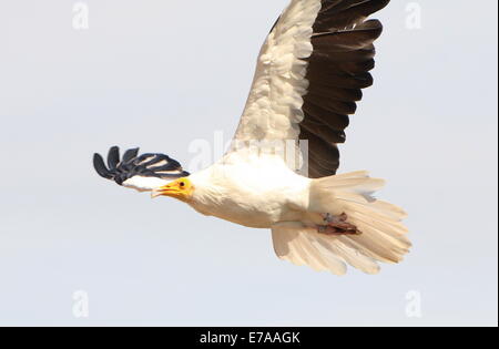 Percnoptère vautour charognard ou blanc (Neophron percnopterus) en vol Banque D'Images