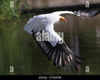 Percnoptère vautour charognard ou blanc (Neophron percnopterus) en vol Banque D'Images