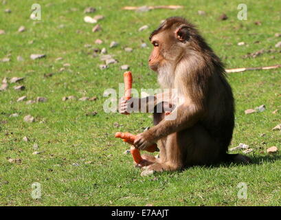 Le sud de femelle à queue de cochon macaque (Macaca nemestrina) manger des carottes pendant que son bébé de soins infirmiers Banque D'Images