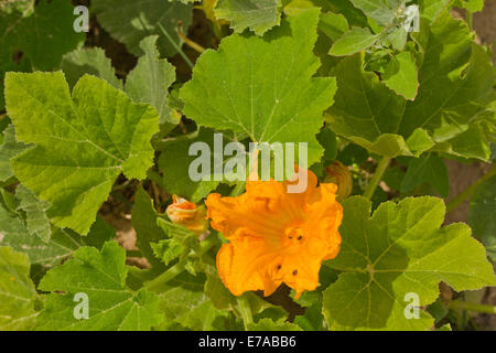 Usine de citrouille avec une fleur Banque D'Images