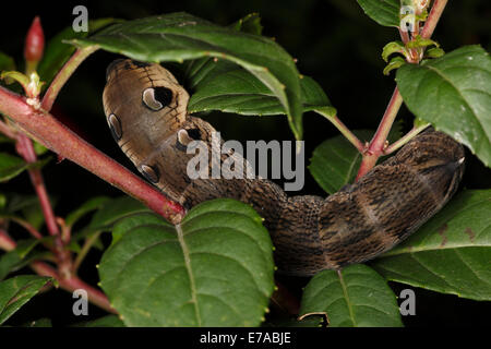 Deilephila elpenor. Elephant Hawk Moth Banque D'Images