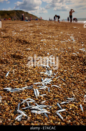 Whitebait morts échoués sur les plages le long de la côte sud du Devon et Cornwall, août 2014. Banque D'Images