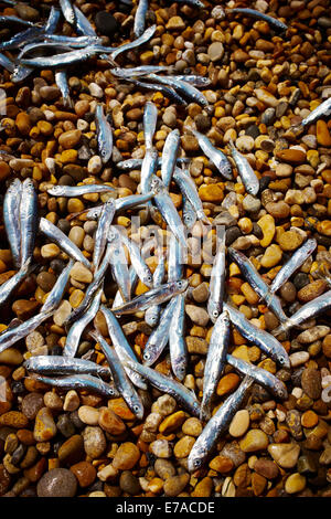 Whitebait morts échoués sur les plages le long de la côte sud du Devon et Cornwall, août 2014. Banque D'Images