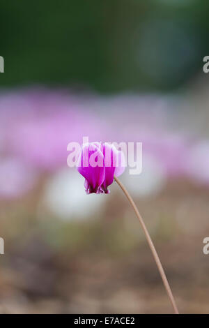 Cyclamen hederifolium floraison en automne. Cyclamen à feuilles de lierre Banque D'Images