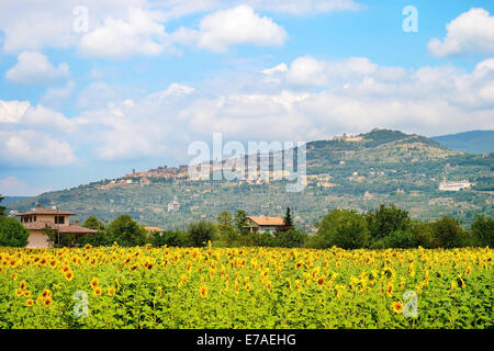 Paysage avec champ de tournesol et de la ville sur le sommet de la colline. Cortona, Toscane, Italie Banque D'Images