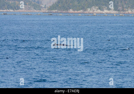 Canada, Québec, Sagueany Fjord. Rorqual commun aka rorquals (baleines ou razorback Wild : Balaenoptera physalus) entouré de phoque Banque D'Images