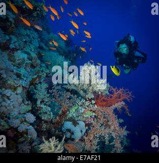 Plongeur explore les coraux mous sur Soraya Reef, Red Sea, Egypt Banque D'Images