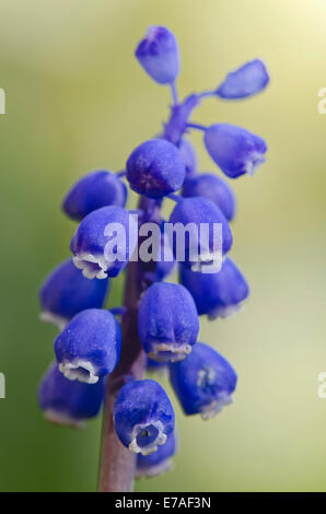 Grape Hyacinth (Muscari botryoides), Tyrol, Autriche Banque D'Images