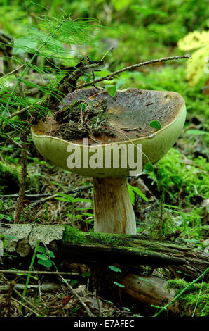 Boletus edulis, communément appelé le bolet (ainsi que penny bun, porcino ou CEP), est un champignon basidiomycète. Banque D'Images