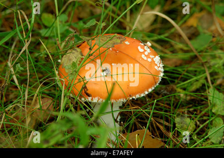 Amanita muscaria, communément connue sous le nom de fly fly agaric ou amanita, est un champignon basidiomycète de champignons et de psychotropes. Banque D'Images