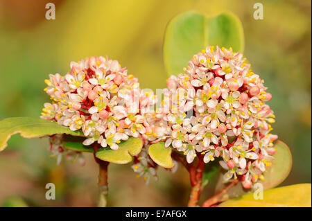 Skimmia japonica skimmia (japonais), originaire de Corée, de Chine et du Japon Banque D'Images