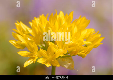 L'ail doré (Allium moly), Allemagne Banque D'Images