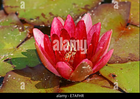 Nénuphar (Nymphaea spec.), oranger, Allemagne Banque D'Images