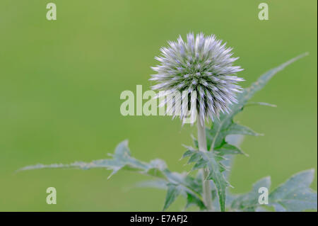 Petit globe thistle (Echinops ritro), oranger, natif de l'Europe Banque D'Images