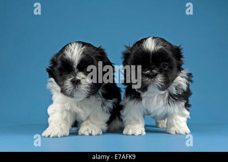 Deux Shih Tzu chiots, 4 semaines, noir et blanc Banque D'Images