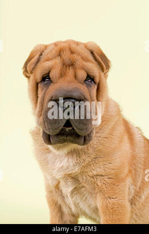 Shar Pei puppy, 8 semaines, homme, couleur rouge Banque D'Images