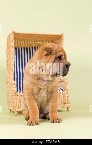 Shar Pei puppy, 8 semaines, homme, couleur rouge, avec une chaise de plage miniature Banque D'Images