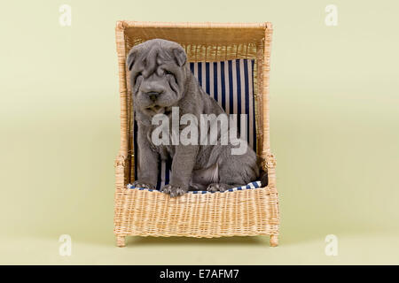 Shar Pei puppy, 8 semaines, homme, couleur bleu, avec une chaise de plage miniature Banque D'Images