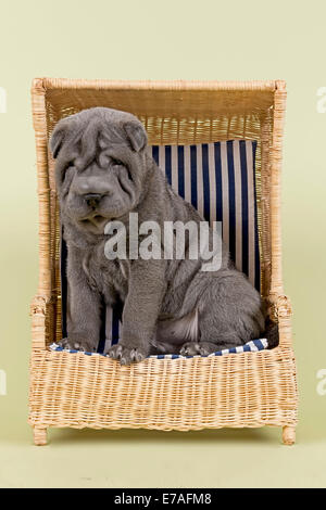 Shar Pei puppy, 8 semaines, homme, couleur bleu, avec une chaise de plage miniature Banque D'Images