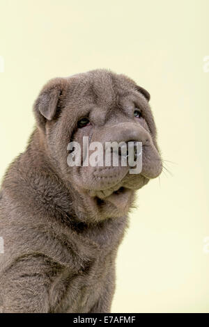 Shar Pei puppy, 8 semaines, homme, couleur bleu Banque D'Images