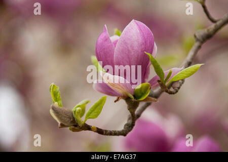 Saucer Magnolia (Magnolia x soulangeana), la floraison, la Thuringe, Allemagne Banque D'Images