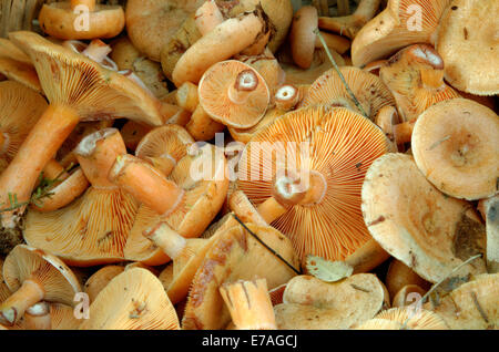 Lactarius deterrimus, également connu sous le nom de faux safran milkcap, est une espèce de champignon de la famille des Russulaceae. Banque D'Images