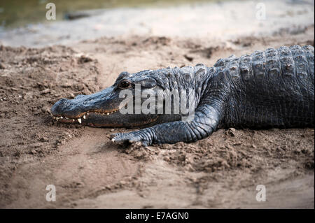 Grand Alligator reposant sur une rivière de sable Banque D'Images